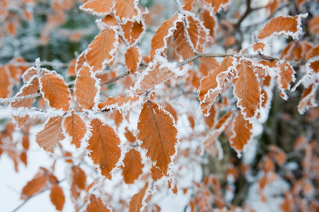 Hoare frost on Beech leaves