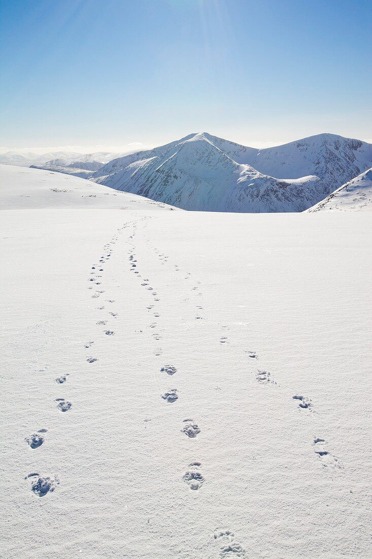 Angels Peak,Cairngorms,UK