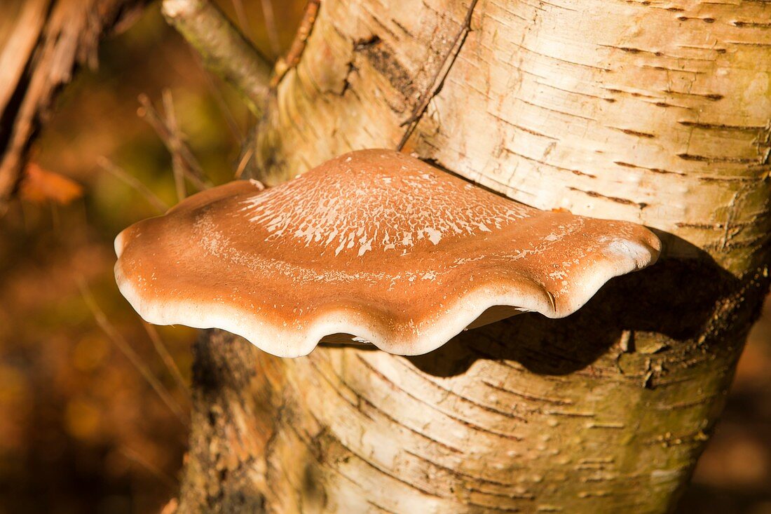 Bracket fungus