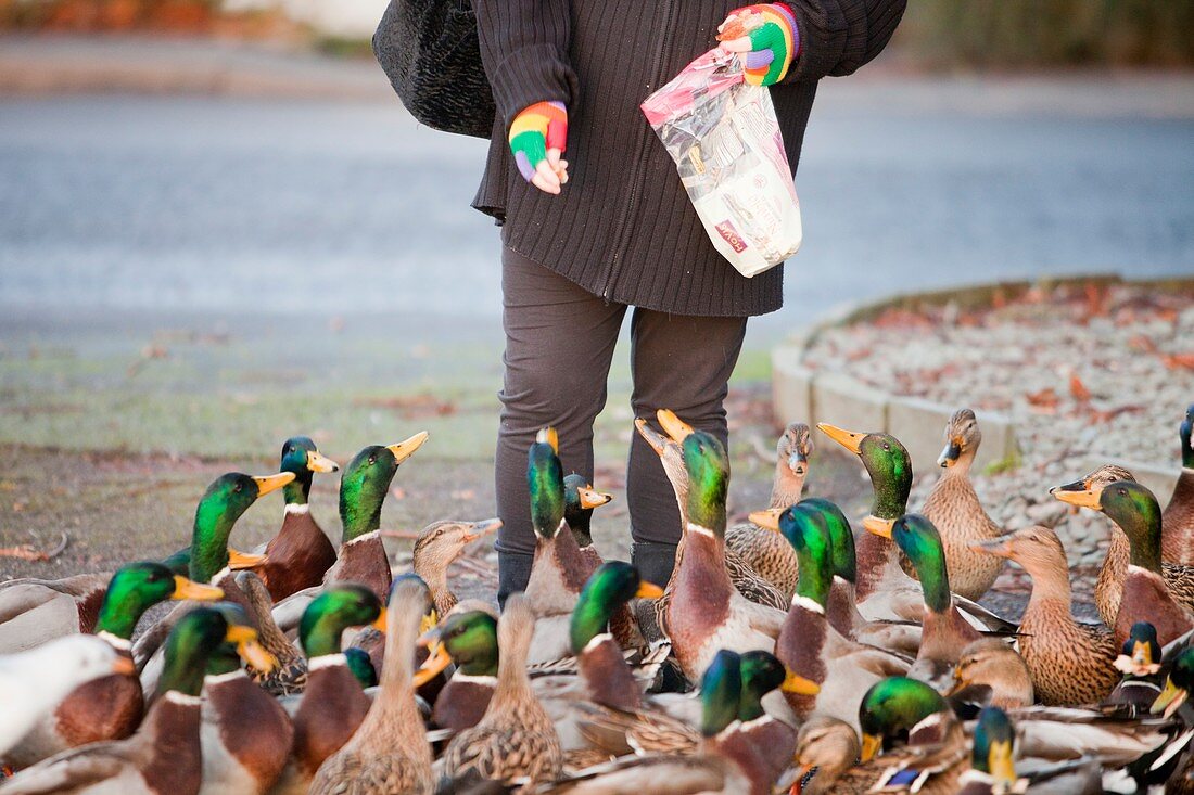 Woman feeding mallard ducks