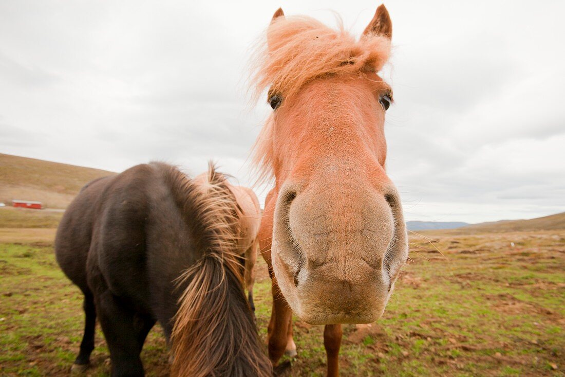 Icelandic ponies near Dalvik