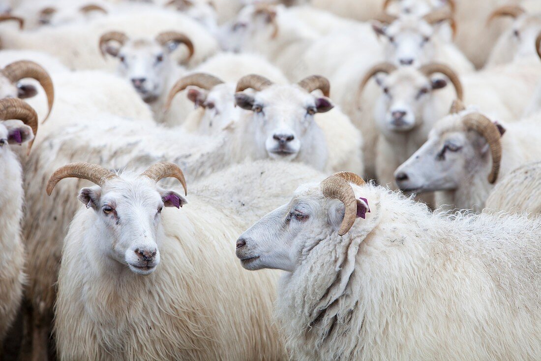 Icelandic sheep