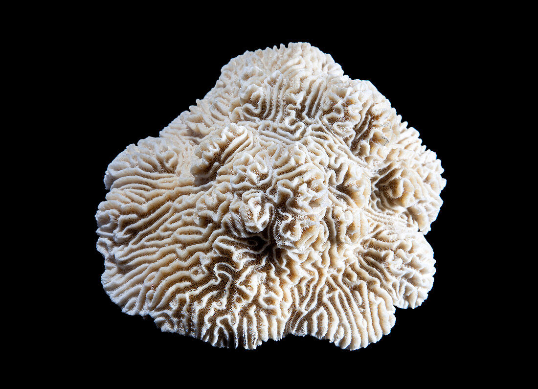 Knobby brain coral