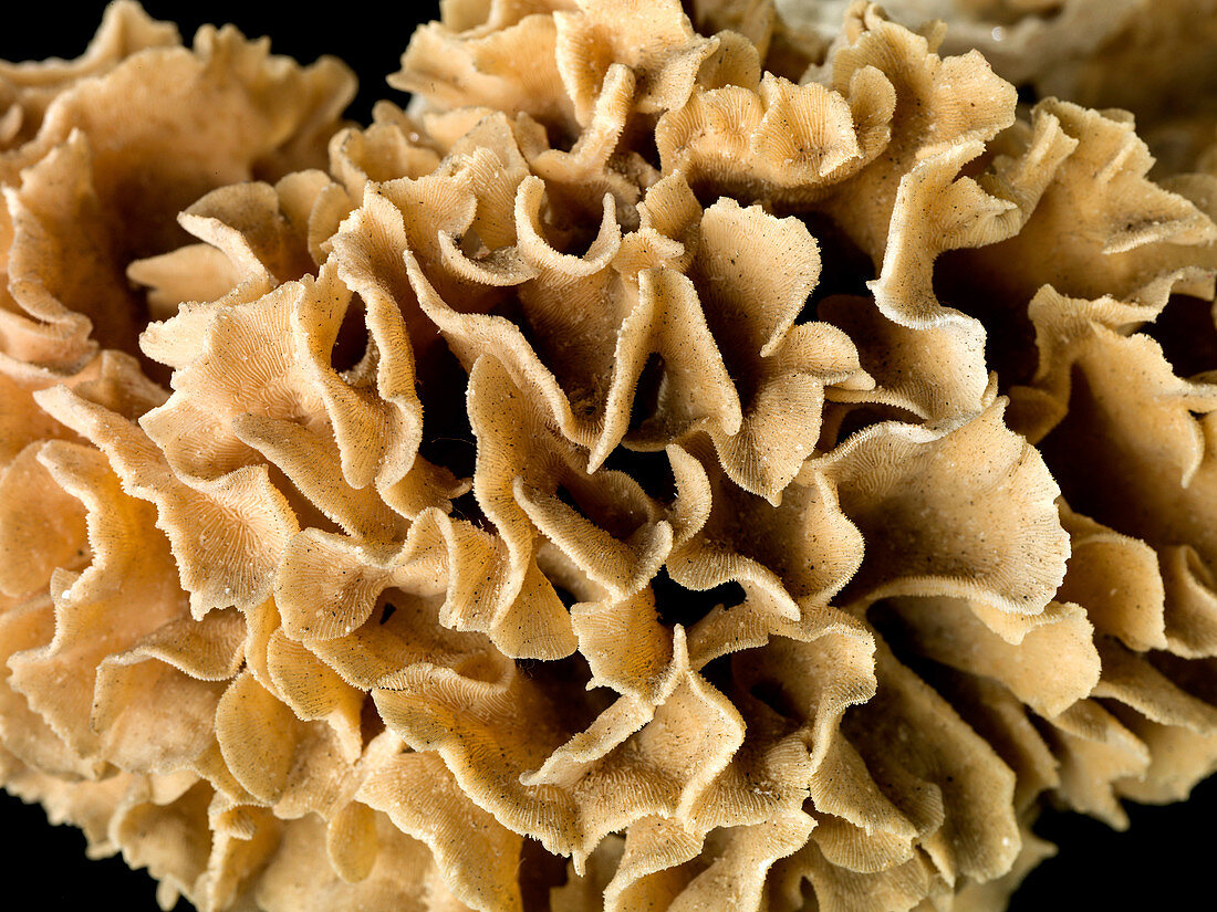 Cactus coral