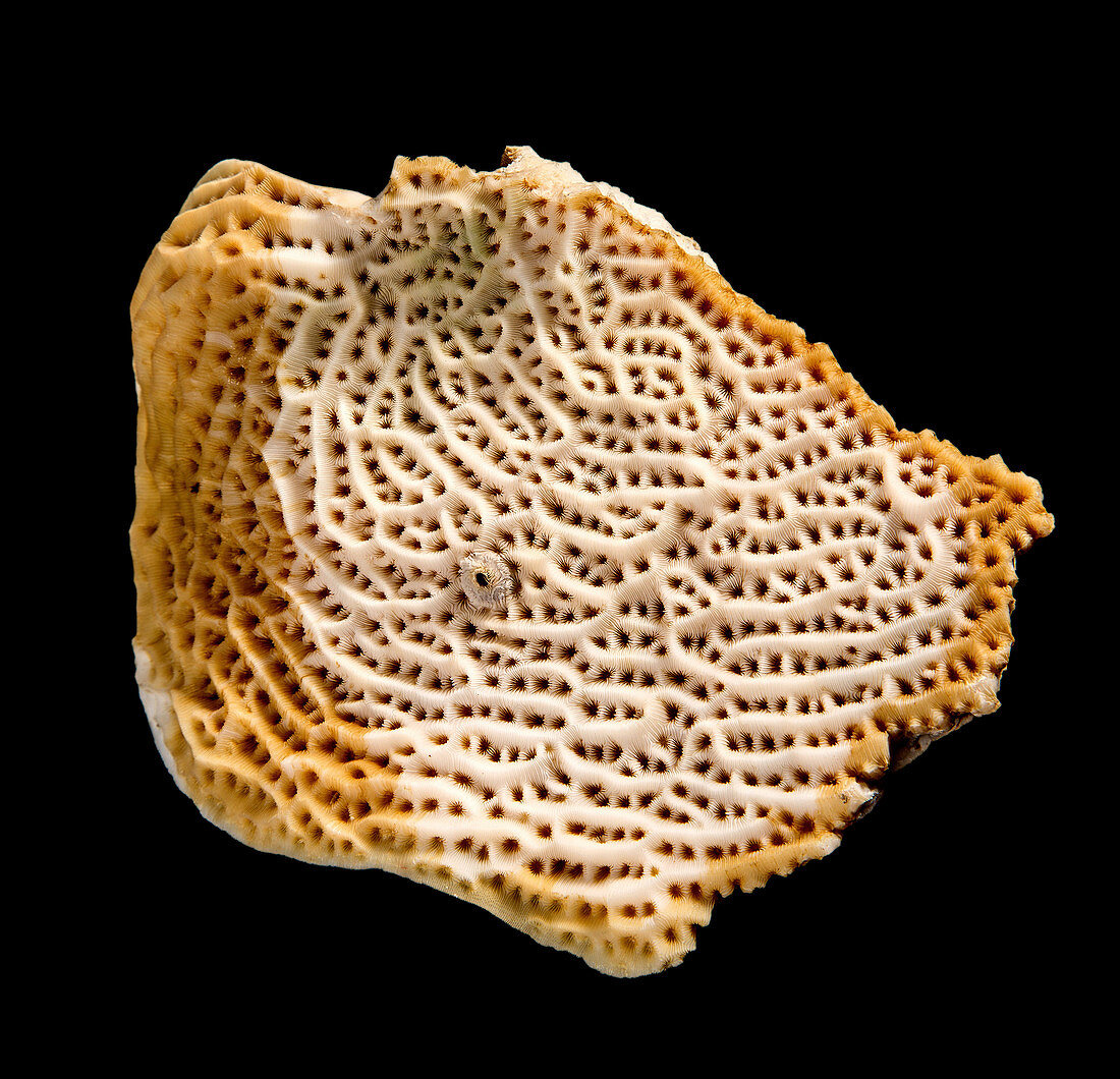 Steganoporella bryozoan