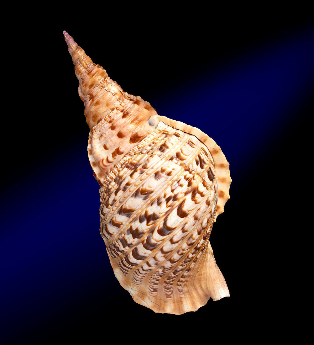 Triton's trumpet shell