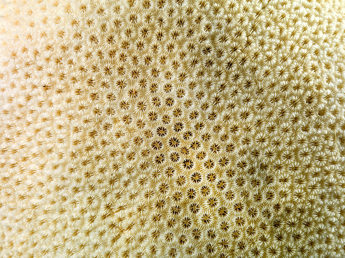 Orbicella annularis,boulder star coral