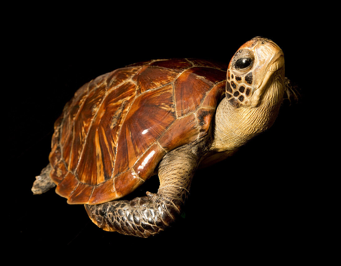 Chelonia mydas,Green sea turtle