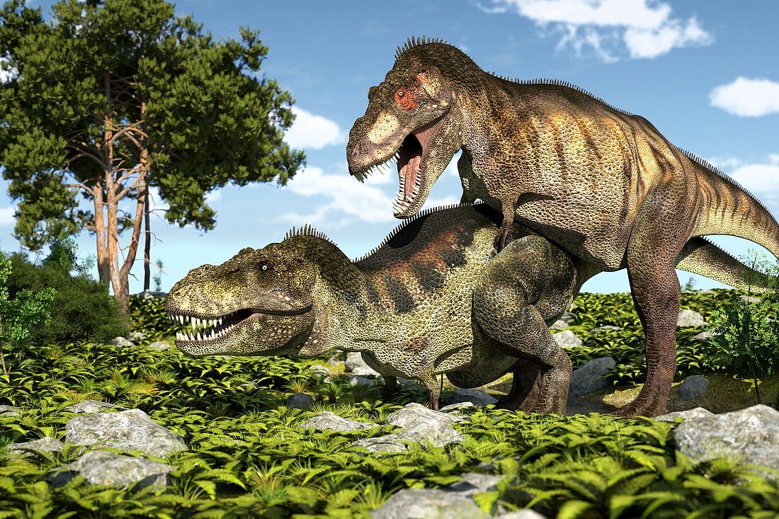 Tyrannosaurs mating,illustration