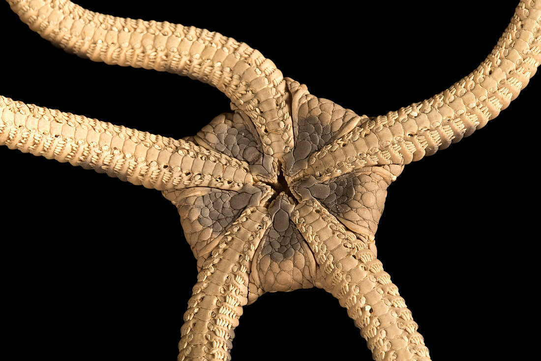 Banded brittle star