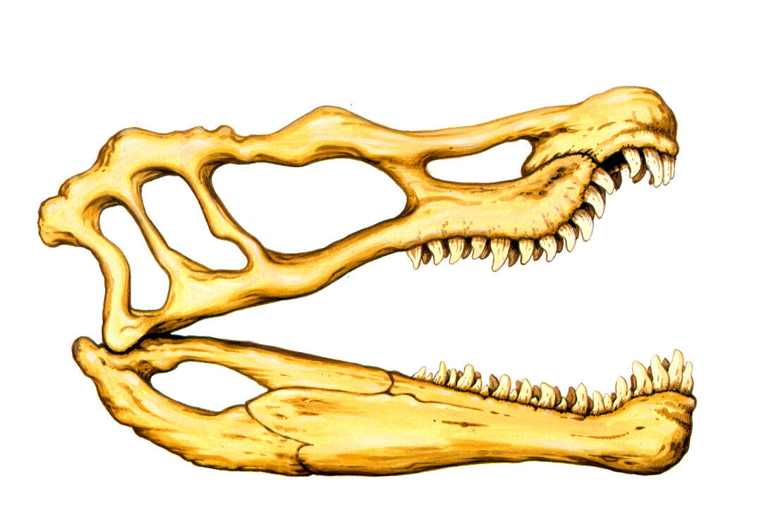 Spinosaurus dinosaur skull,illustration