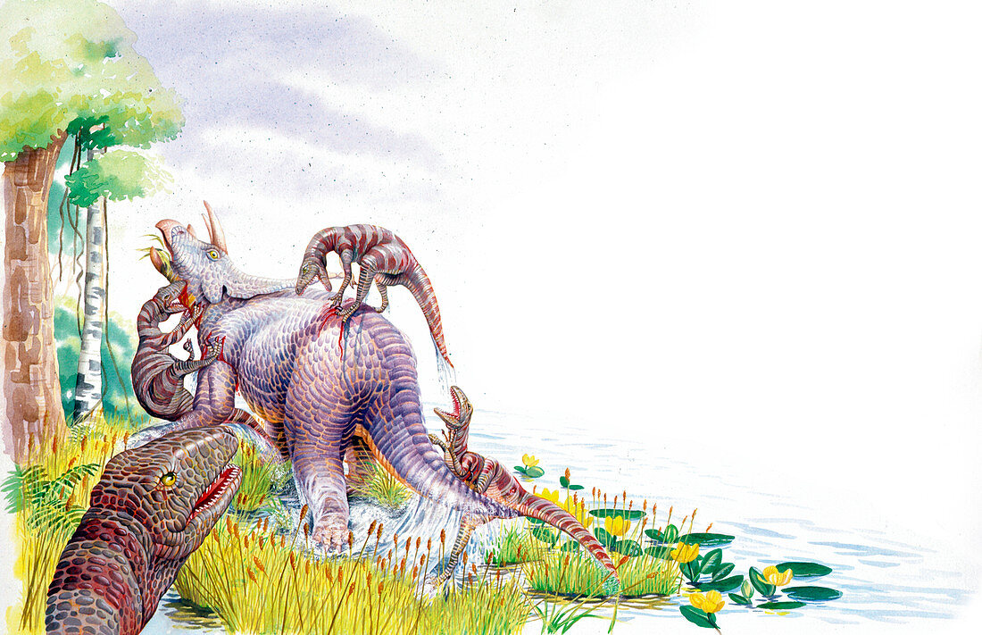 Dromaeosauruses attacking,illustration