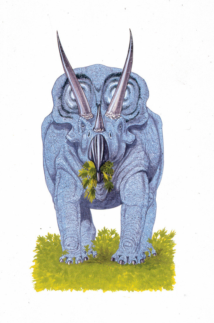 Torosaurus dinosaur,illustration