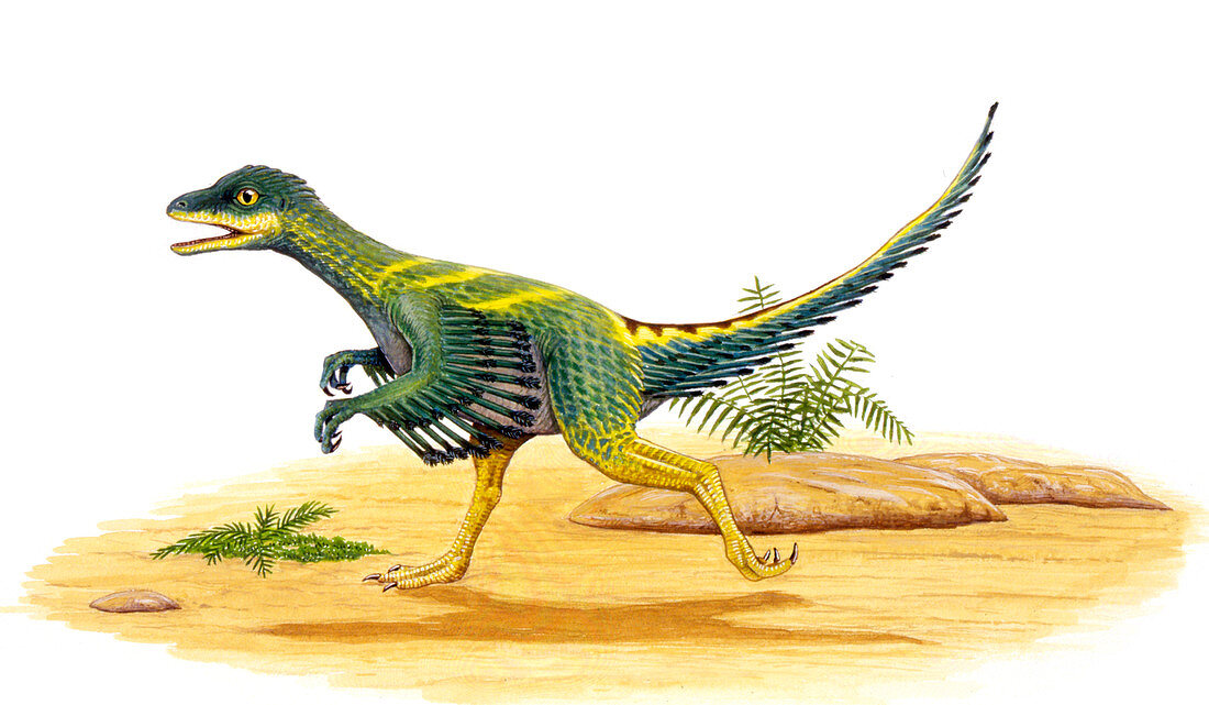 Avimimus dinosaur,illustration