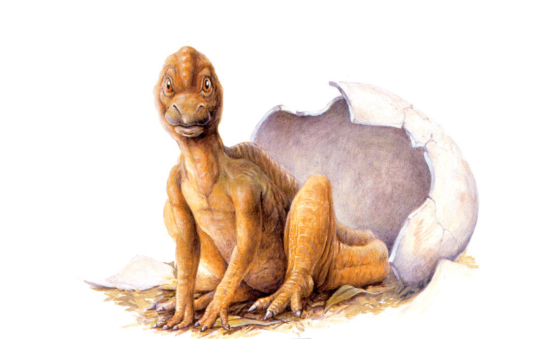 Maiasaura dinosaur egg hatching