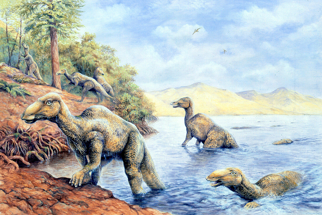 Edmontosaurus dinosaurs,illustration