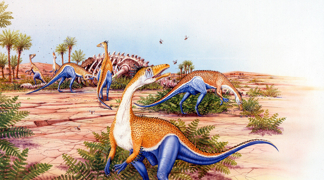 Megapnosaurus dinosaurs,illustration