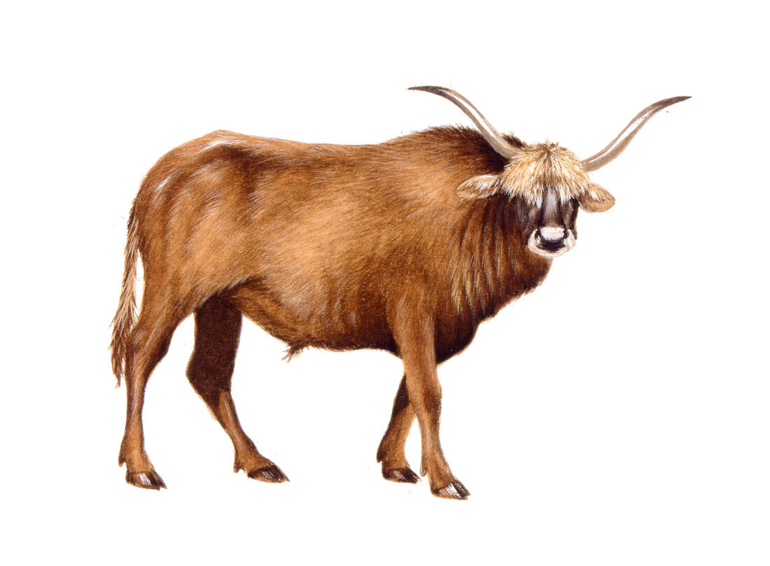 Aurochs,illustration