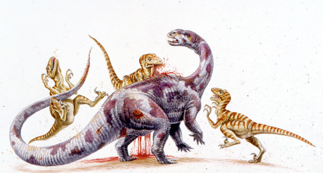 Deinonychus attacking Tenontosaurus