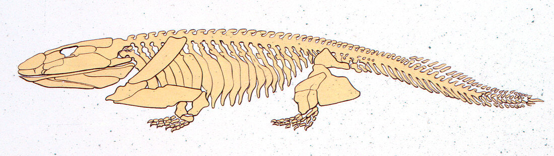 Ichthyostega skeleton,illustration