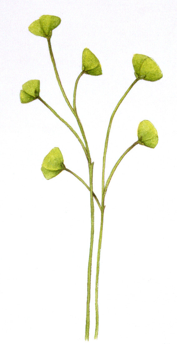 Cooksonia sp. prehistoric plant