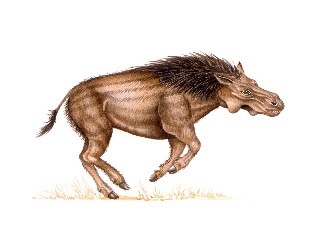 Metridiochoerus prehistoric pig