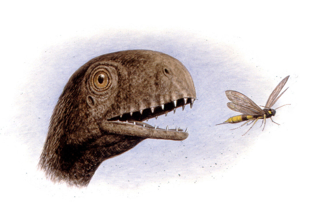 Anurognathus pterosaur,illustration