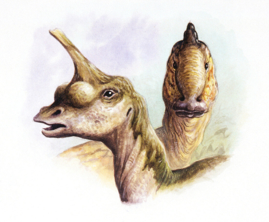 Cretaceous hadrosaurs,illustration