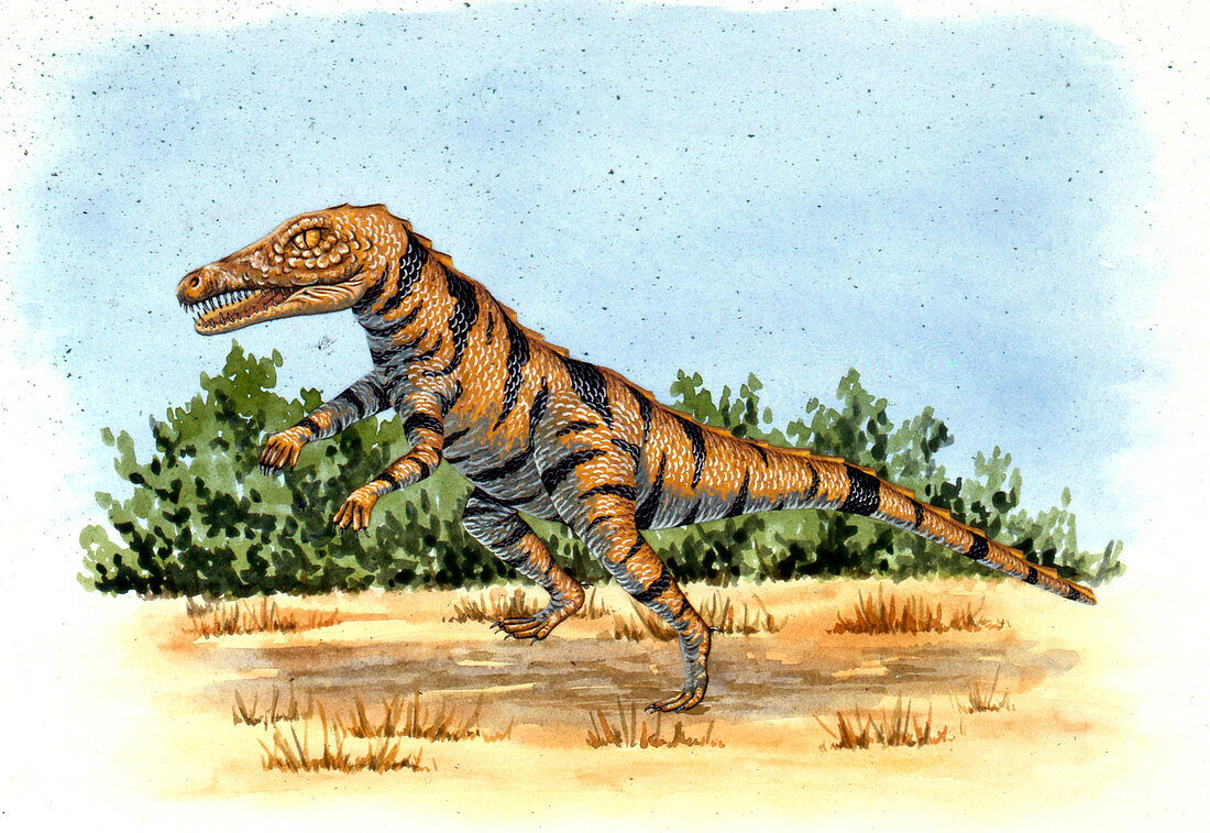 Gracilisuchus prehistoric crocodile