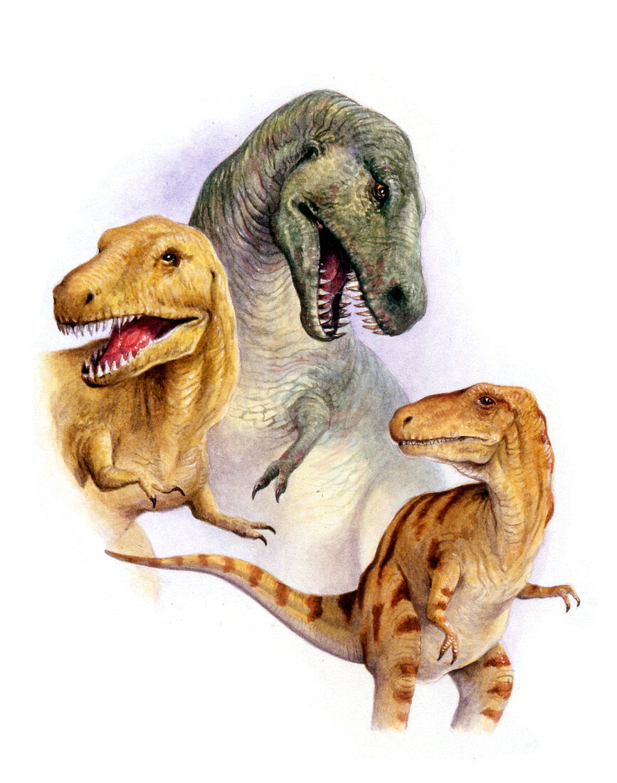 Tyrannosaurs,illustration