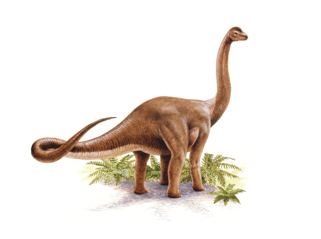 Austrosaurus dinosaur,illustration