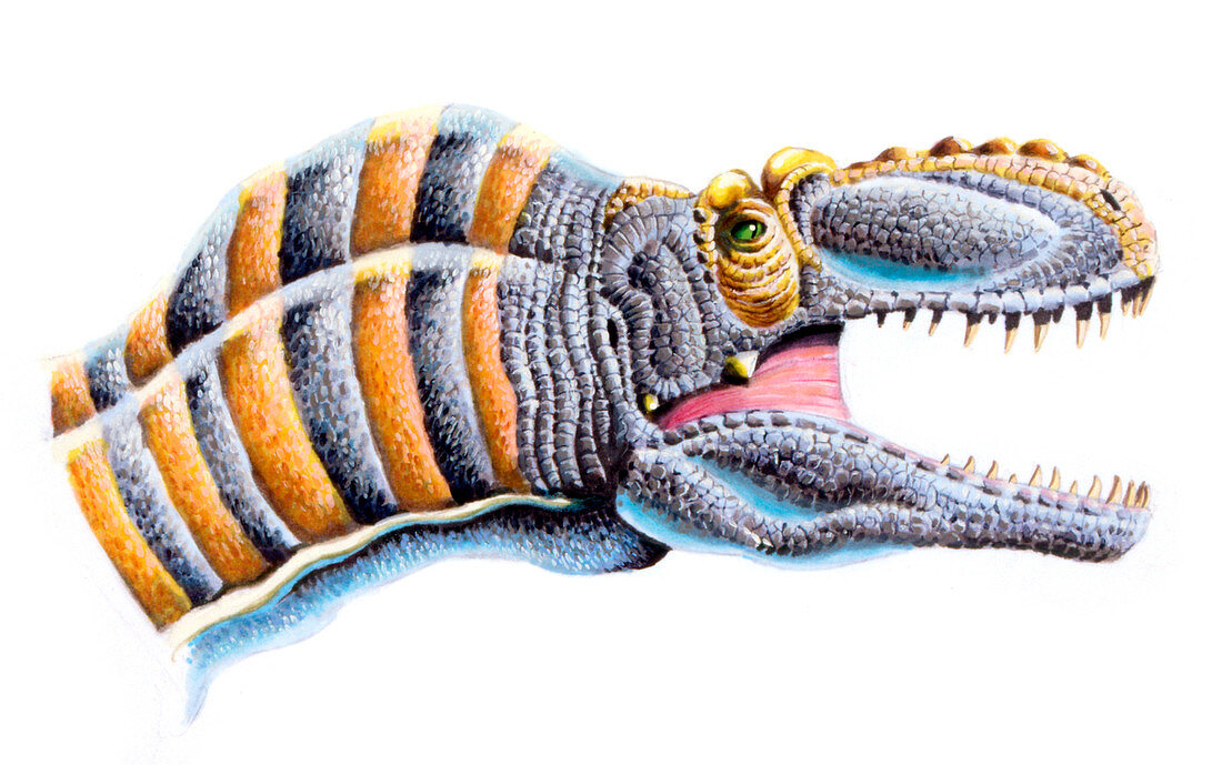 Maleevosaurus dinosaur,illustration