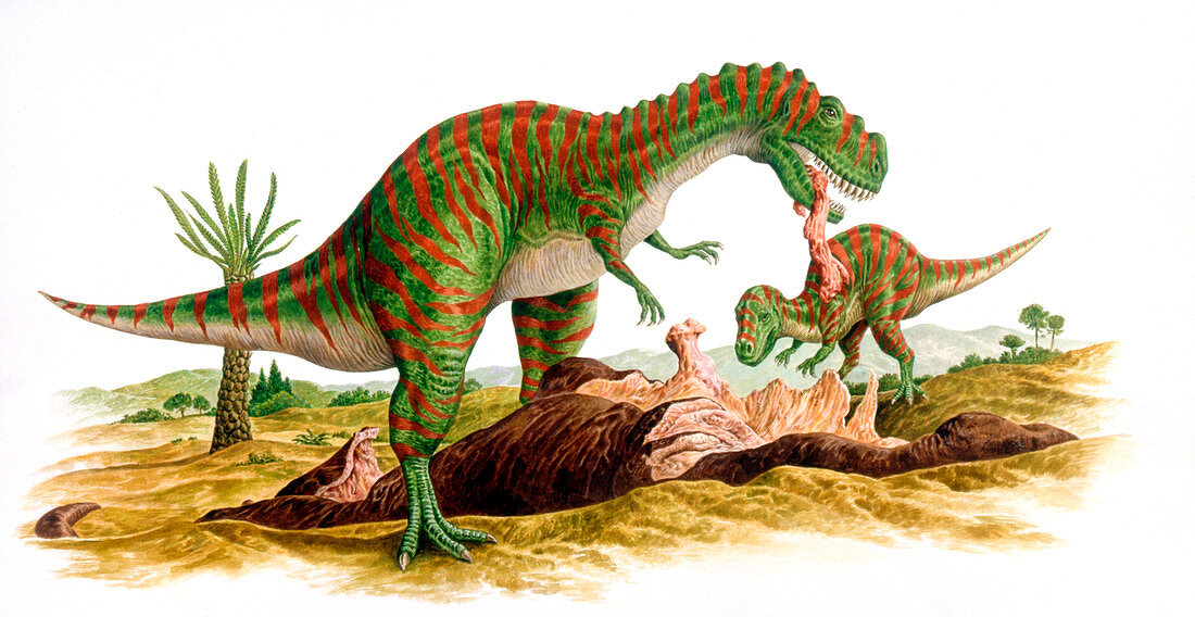 Metriacanthosaurus dinosaurs