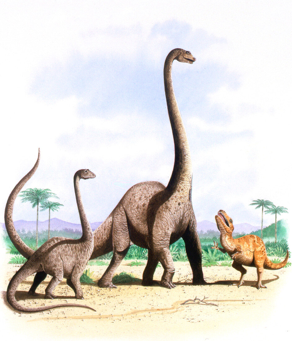 Barosaurus dinosaurs,illustration