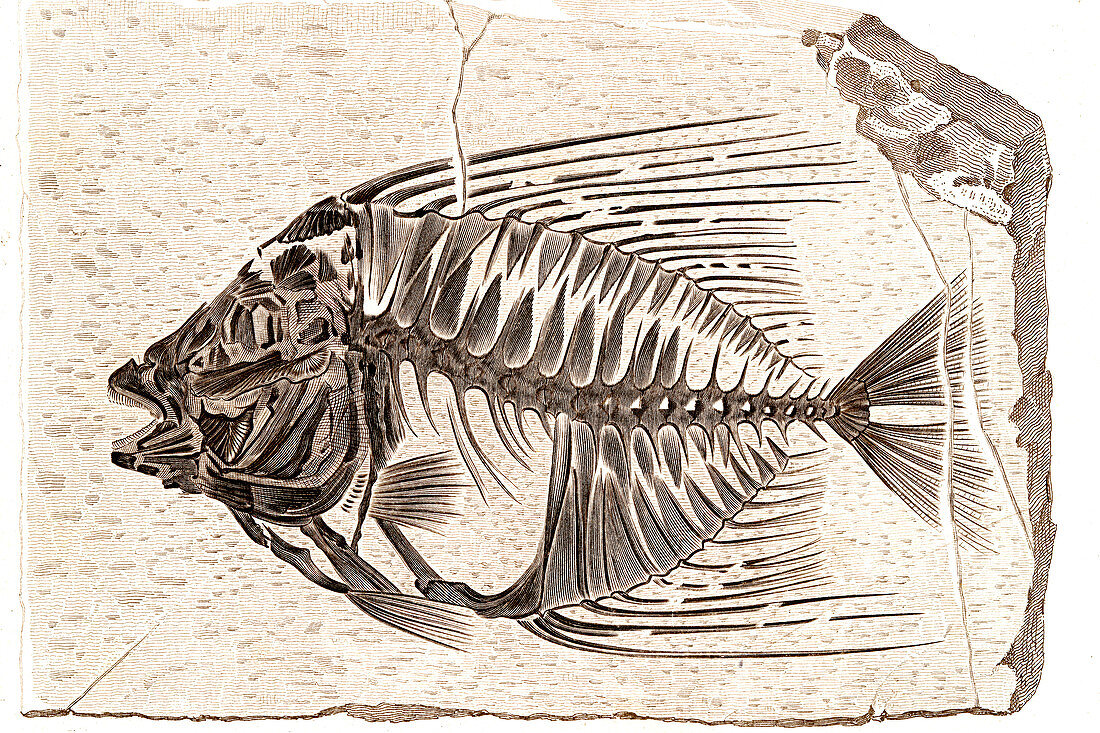 Acanthonemus prehistoric fish fossil