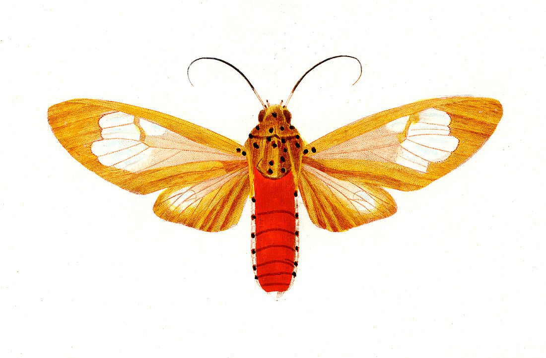 Tiger moth,illustration