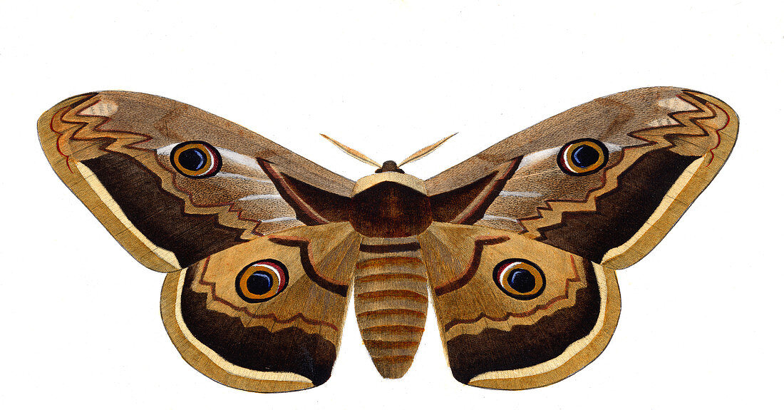 Giant peacock moth,illustration
