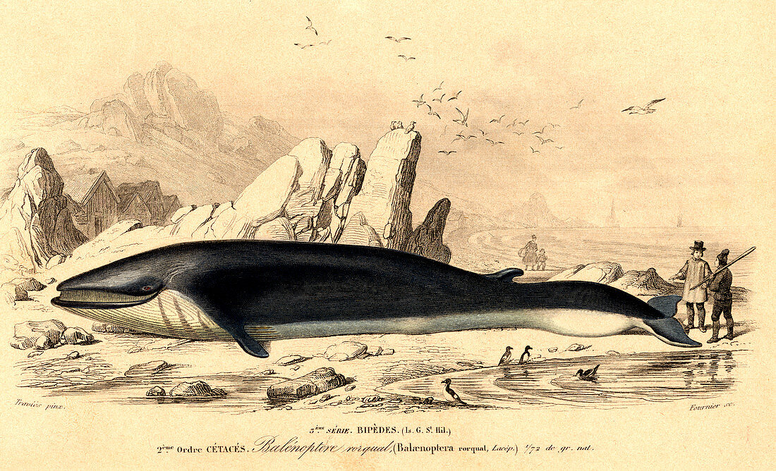 Fin whale hunting,illustration
