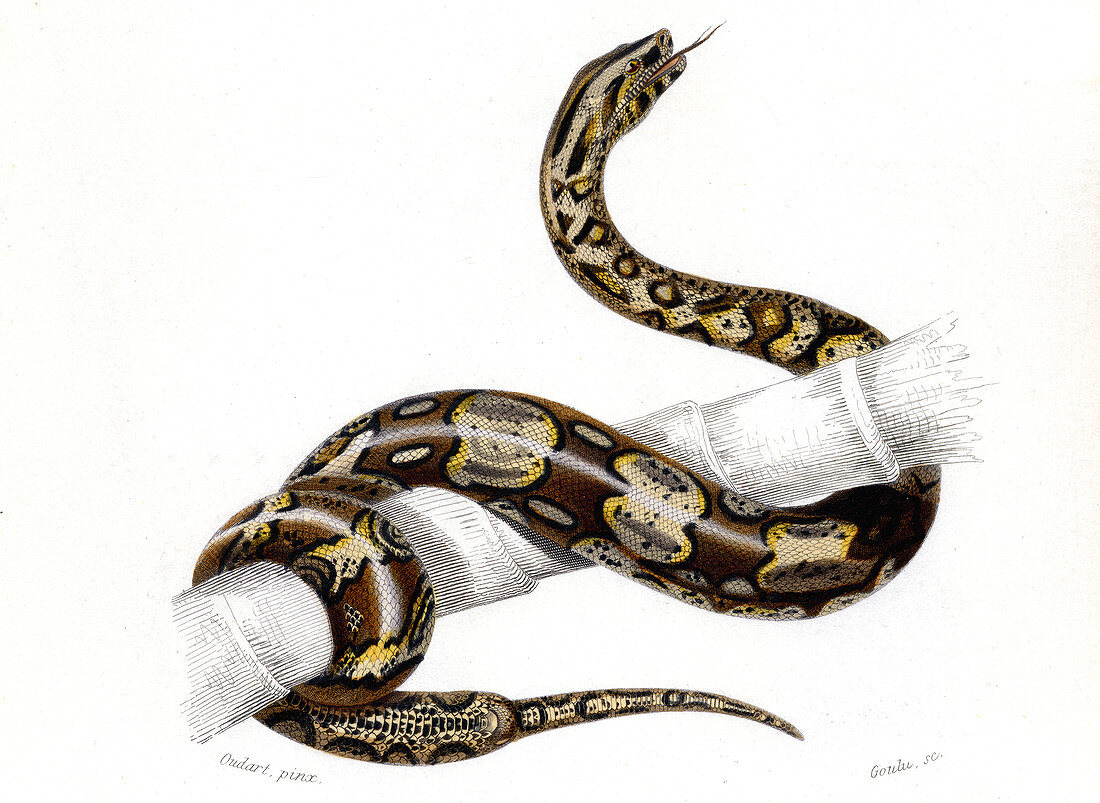 Boa constrictor,illustration