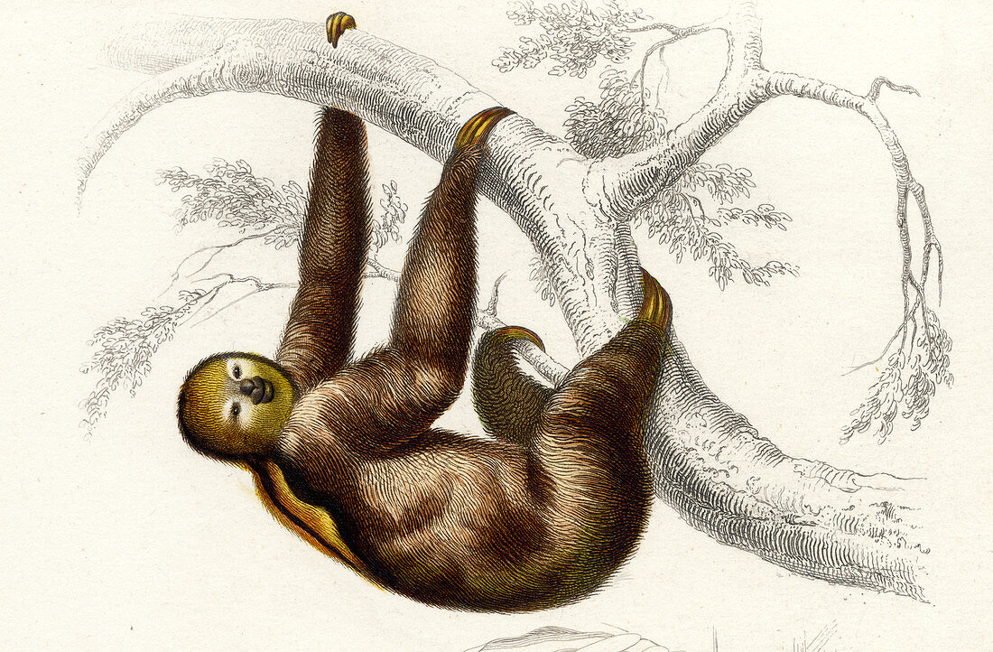 Three-toed sloth,illustration