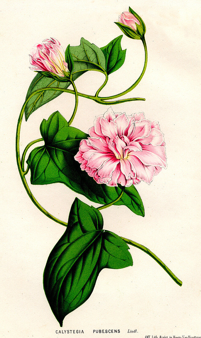 Calystegia pubescens,illustration