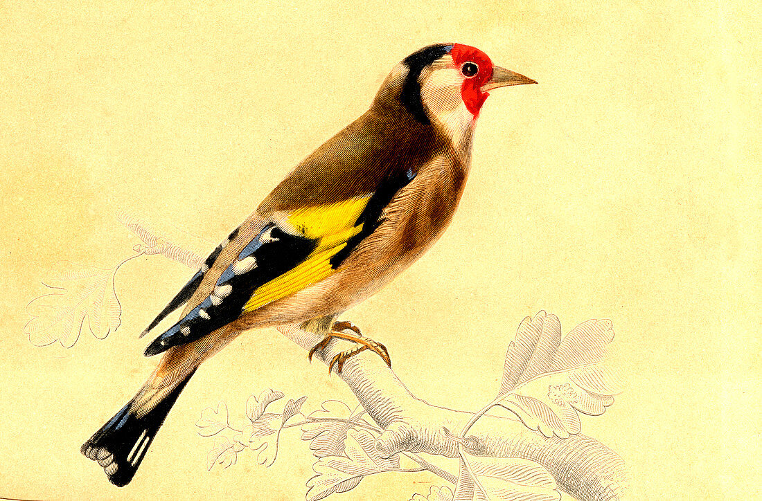 Finch,19th Century illustration