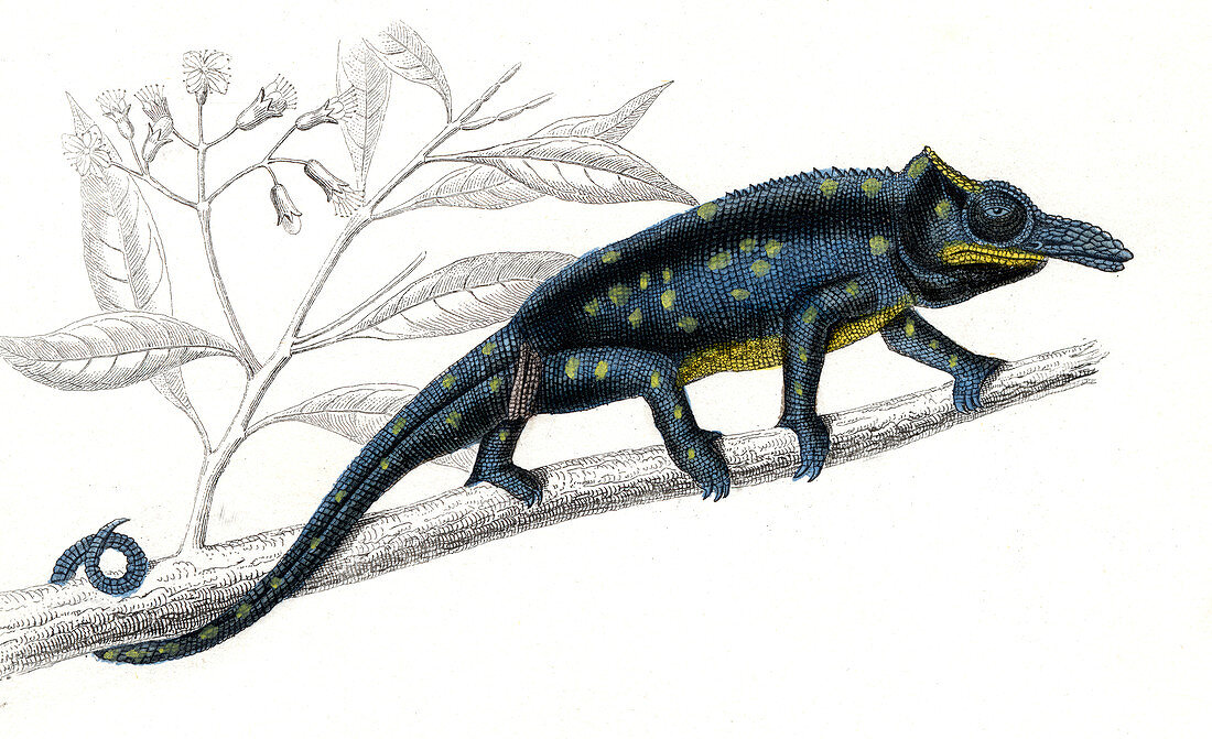 Chameleon,19th Century illustration