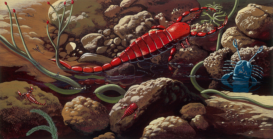 Prehistoric crustaceans,illustration