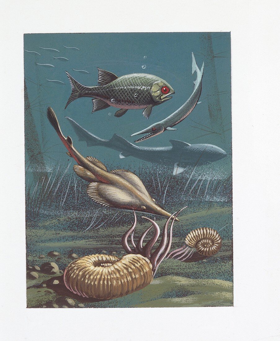 Prehistoric marine life,illustration