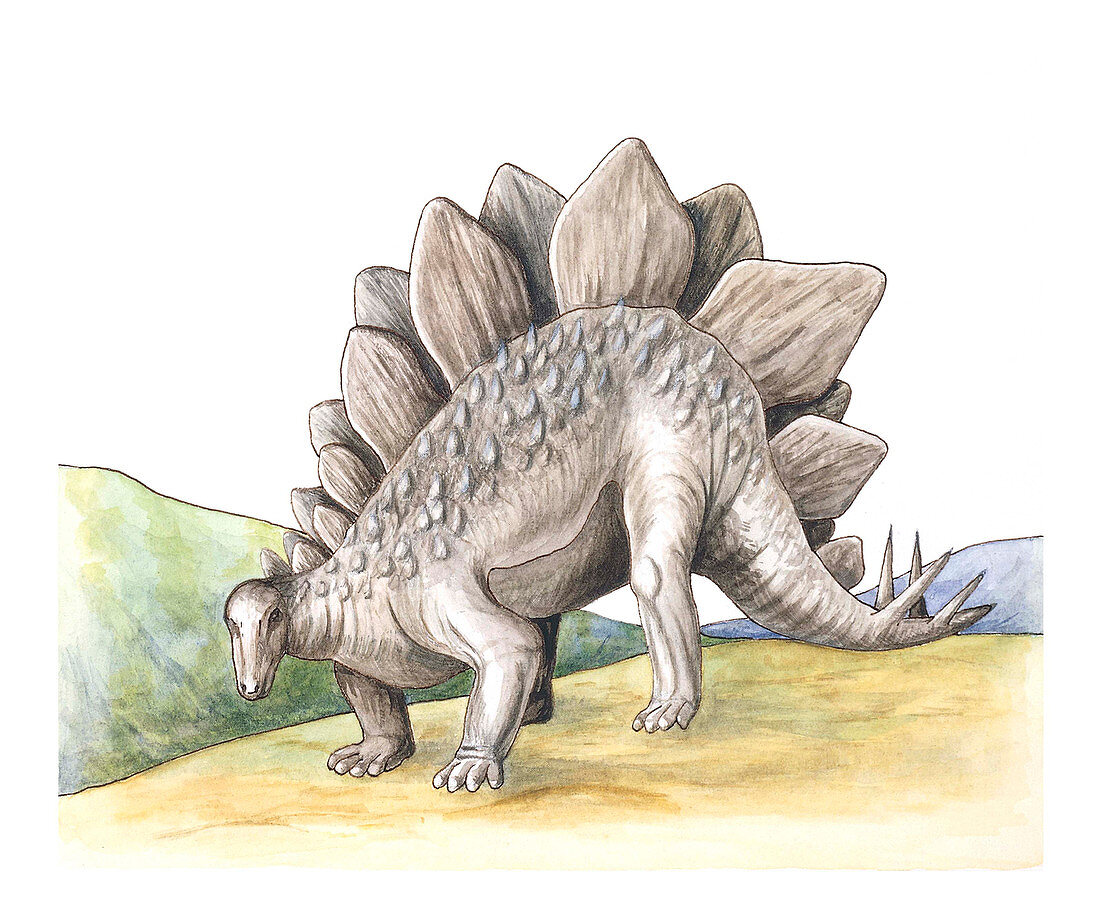 Stegosaurus,illustration