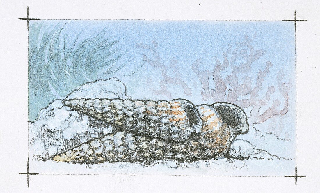 Prehistoric sea snails,illustration