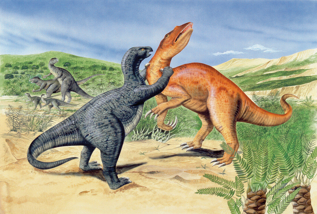 Baryonyx dinosaur fighting,illustration