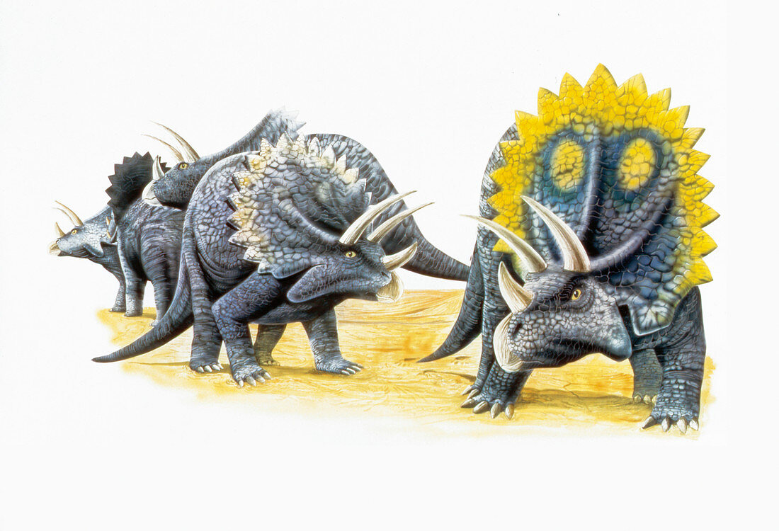 Triceratops dinosaurs,illustration