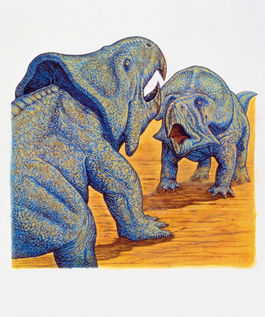 Protoceratops dinosaurs,illustration